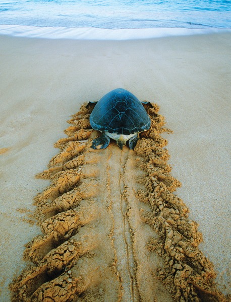 Green Sea Turtle returning to the sea after nesting, Ascension Island, South Atlantic, United Kingdom