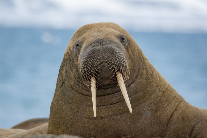 A walrus in Svalbard Norway