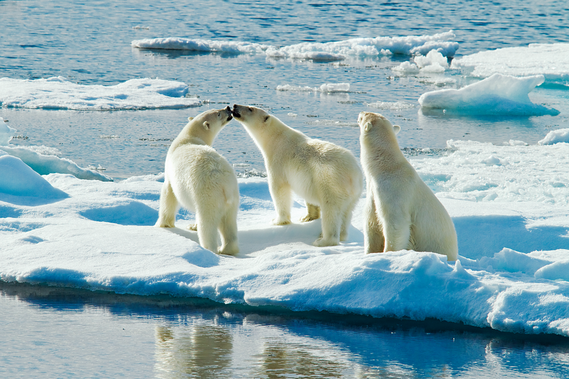 Three Polar Bears in Svalbard Archipelago, Norway