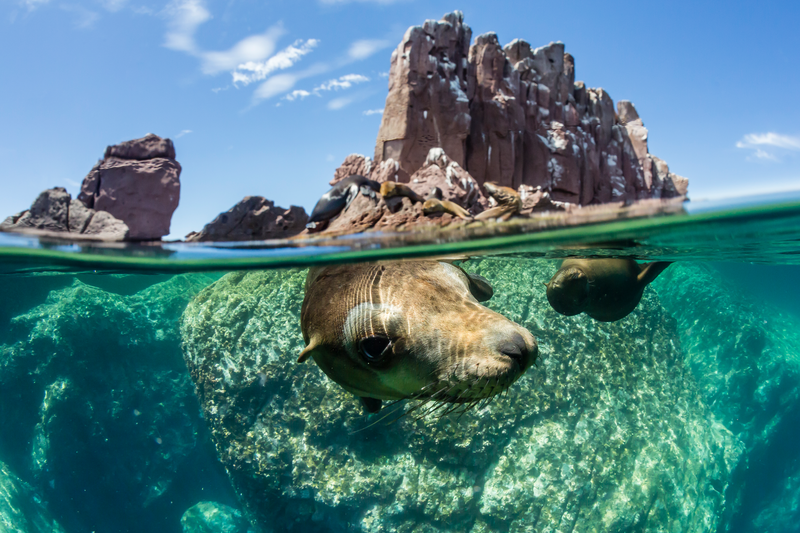 California sea lions, zalophus californianus, swim underwater at Los Islotes, Baja California Sur, Mexico