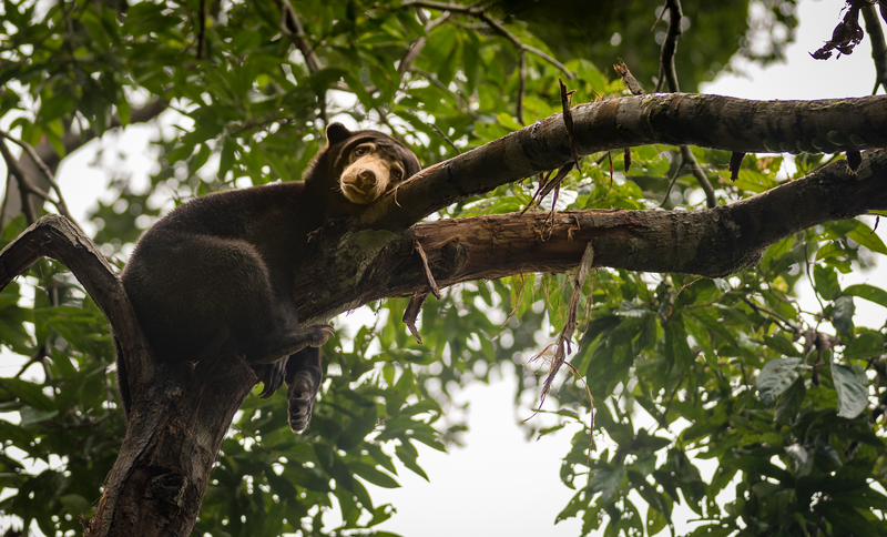 Malayan sun bear resting on a tree, with a tired and depressed look on its face, Sepilok, Borneo, Malaysia
