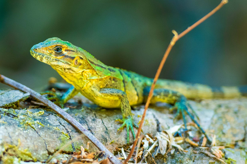 A lizard sit still on a fallen tree in the heart of the Rincón de la Vieja National Park, Guachipelin is one of the top destinations for adventure activities in Costa Rica's Guanacaste Province