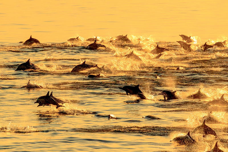 A pod of Long-beaked common dolphins, Sea of Cortez, Gulf of California, Baja California, Mexico