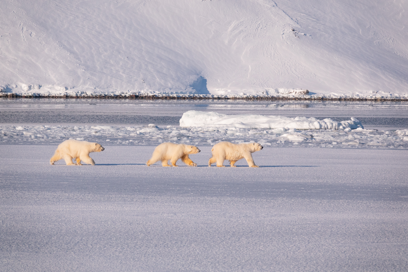 Three polar bears walk on pack ice during the Reconnaissance voyage to the high Arctic 