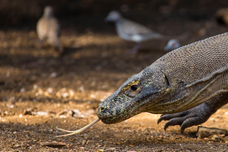 Komodo Dragon, Monitor Lizard, World's largest Lizard, Rinca Island, Komodo National Park, Indonesia
