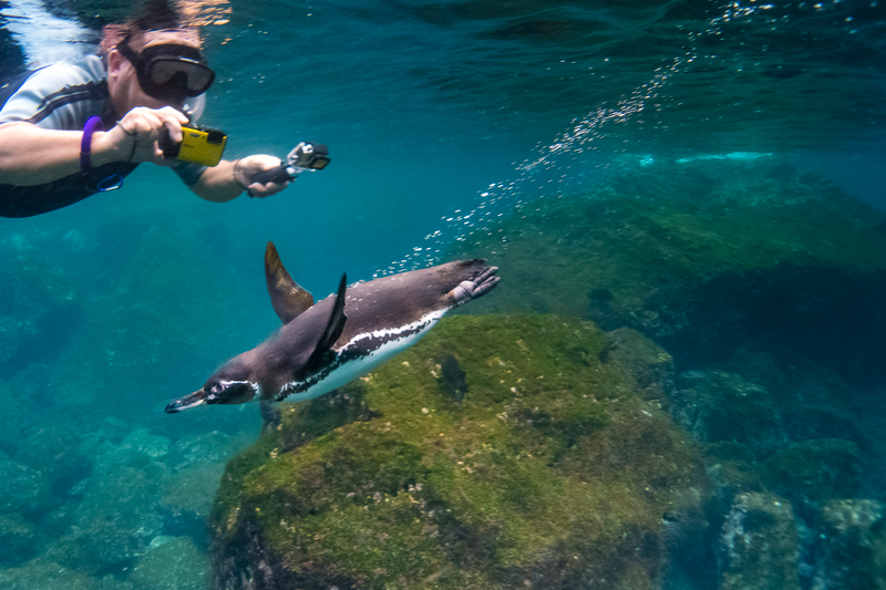 Underwater, Galapagos Penguin, Spheniscus mendiculus, Punta Vicente Roca, Isabela Island, Galapagos Islands, Ecuador