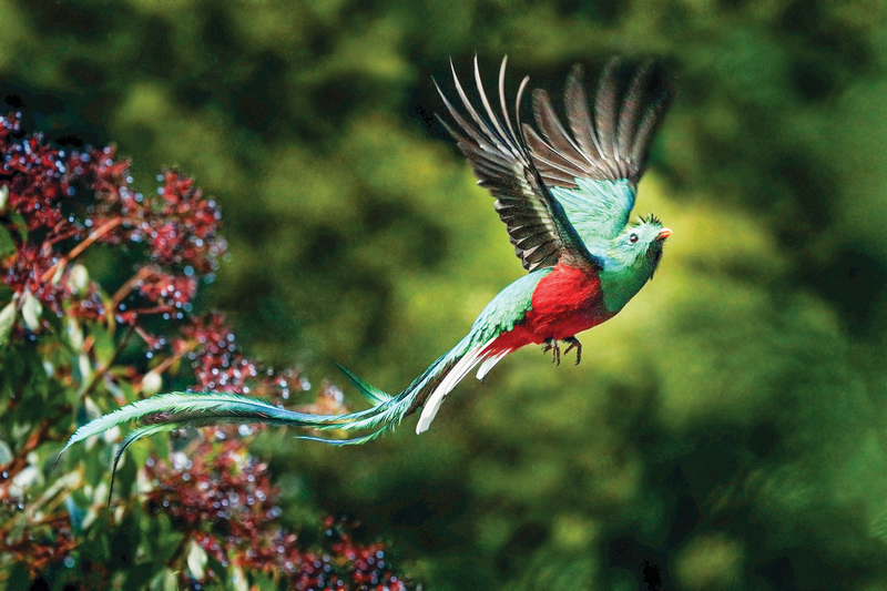 A colorful bird takes flight in Monteverde Cloud Forest Biological Preserve, Monteverde, Costa Rica
