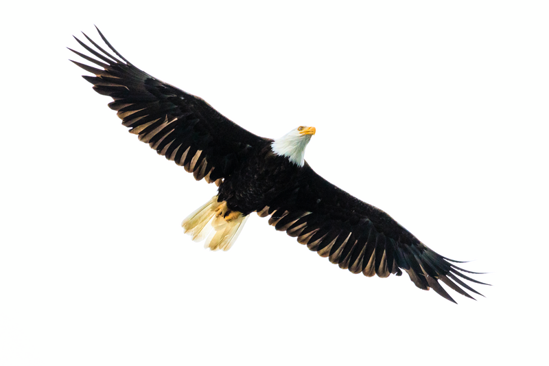 Bald Eagle souring overhead, Lake Eva State Park, Alaska
