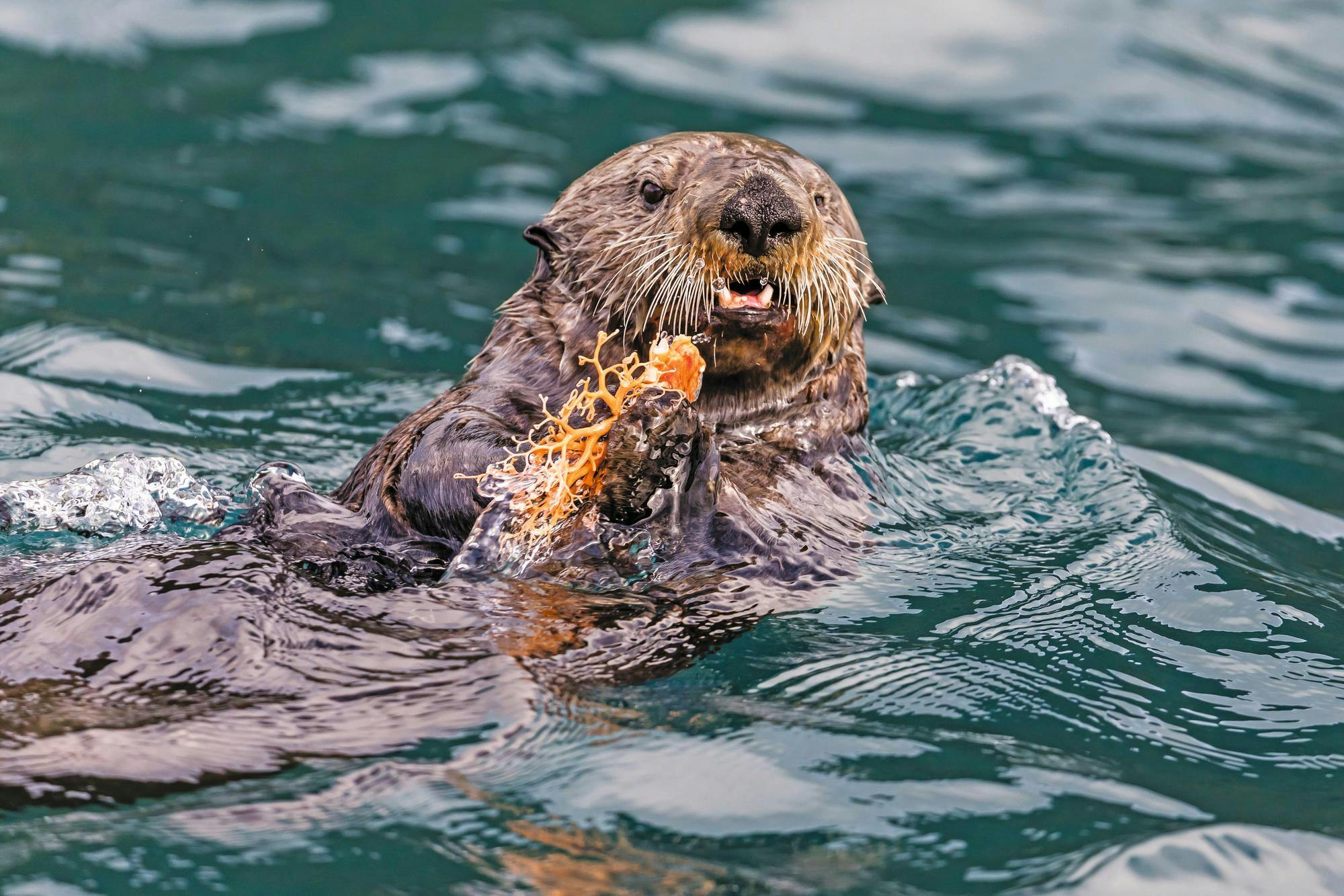 Sea Otter eating a basket star in Inian Pass, Southeast Alaska, USA
