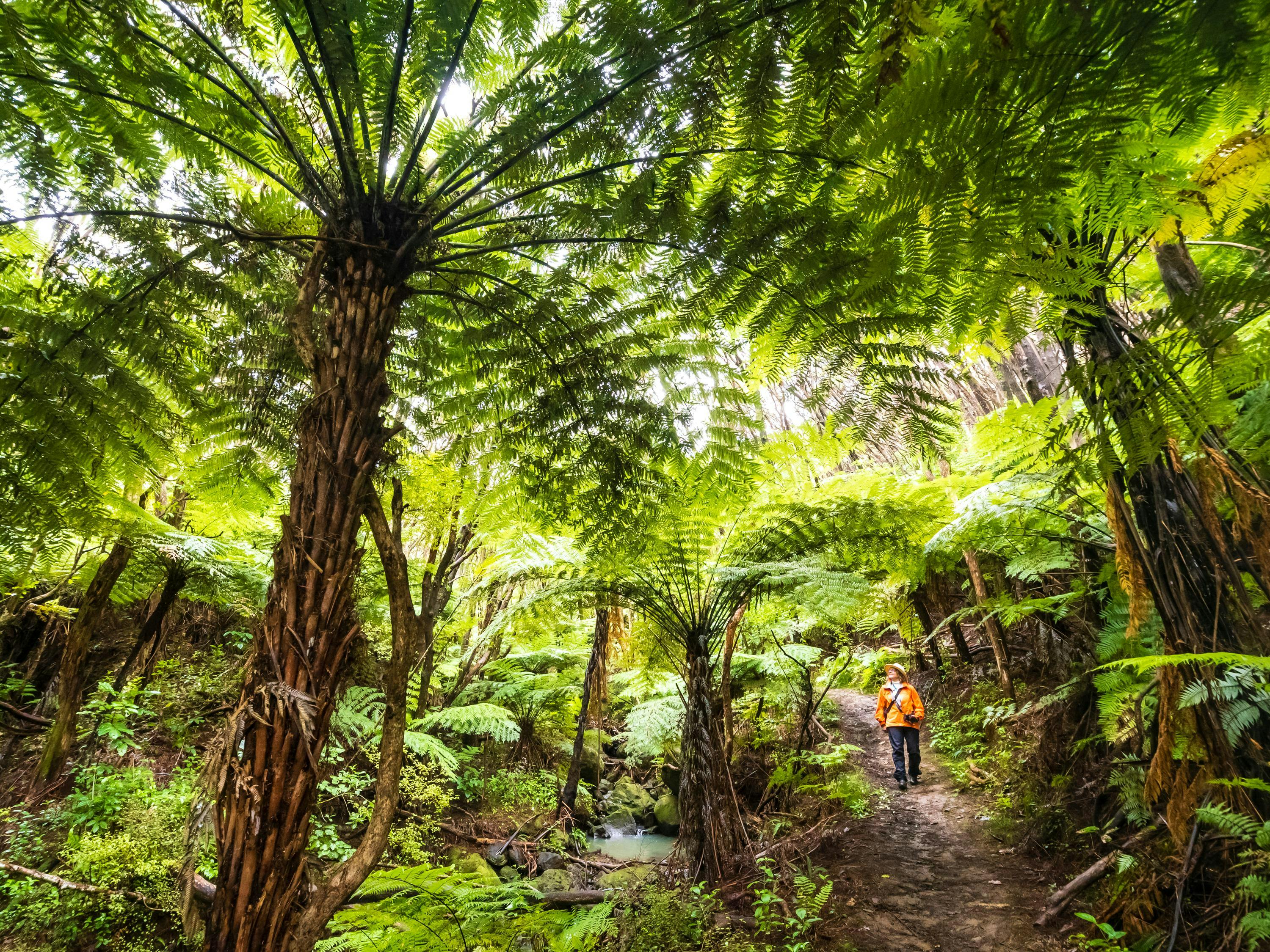 A guest hiking under giant Tree Ferns, Glenfern Sanctuary, Great Barrier Island, New Zealand