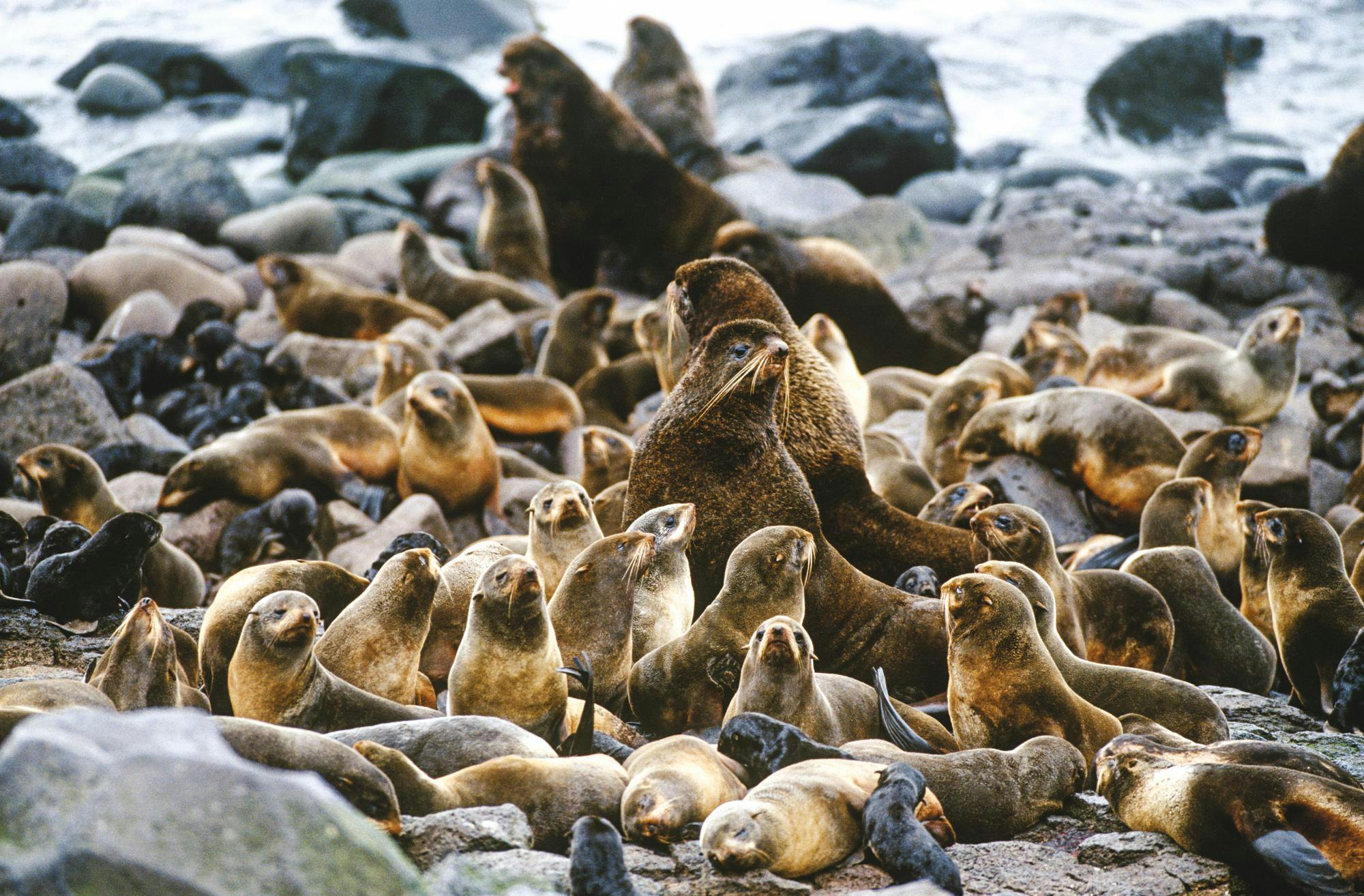 A Colony of Northern Fur Seals on the rocky shore  of St. Paul Island, Pribilof Islands, Alaska, USA