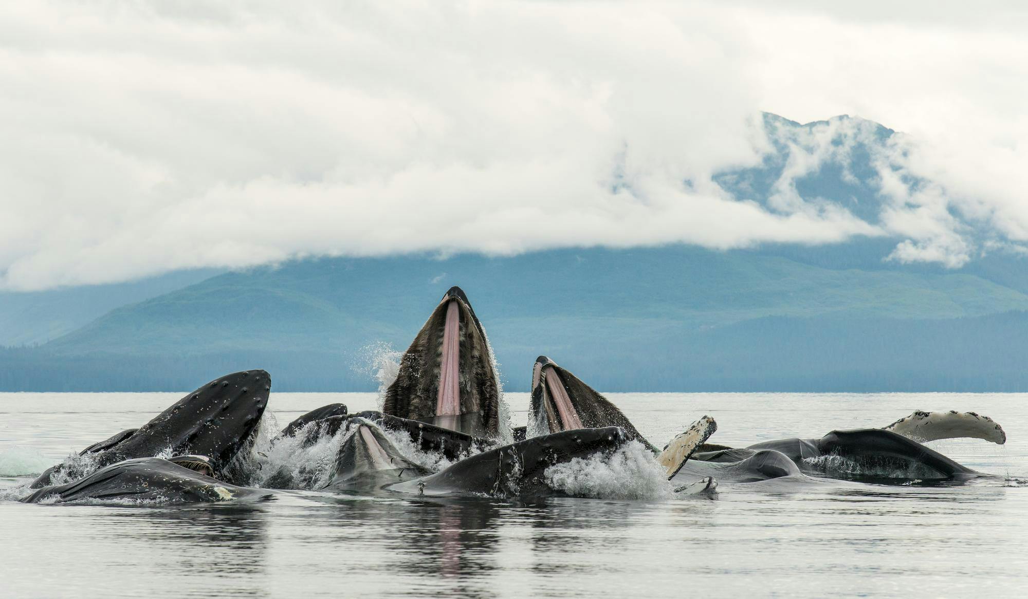 A Humpback Whale pod bubble-net feeding in Southeast Alaska, USA
