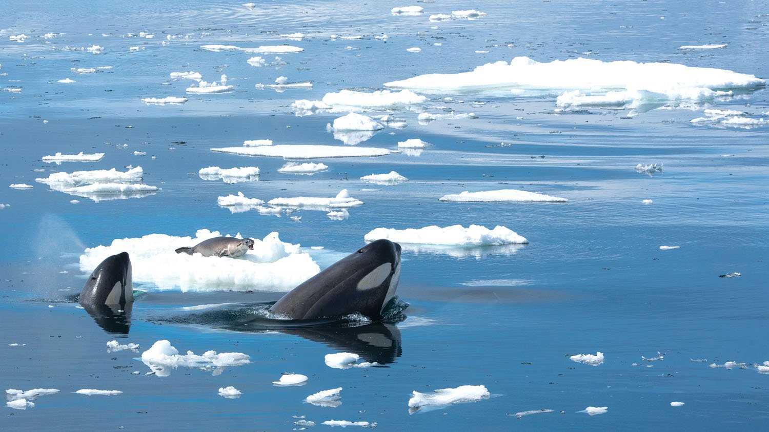 humpback whale