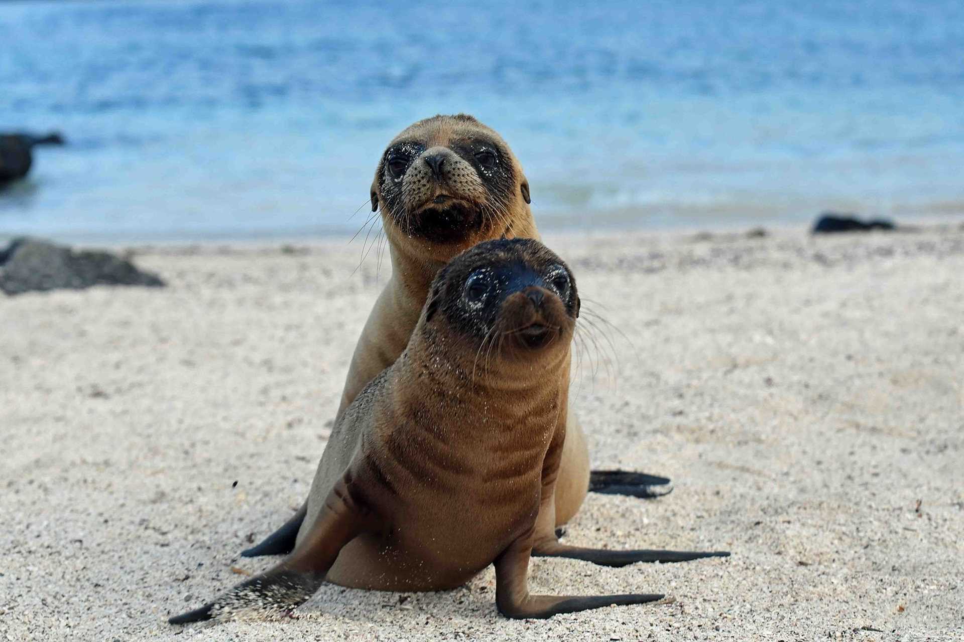 baby sea lions