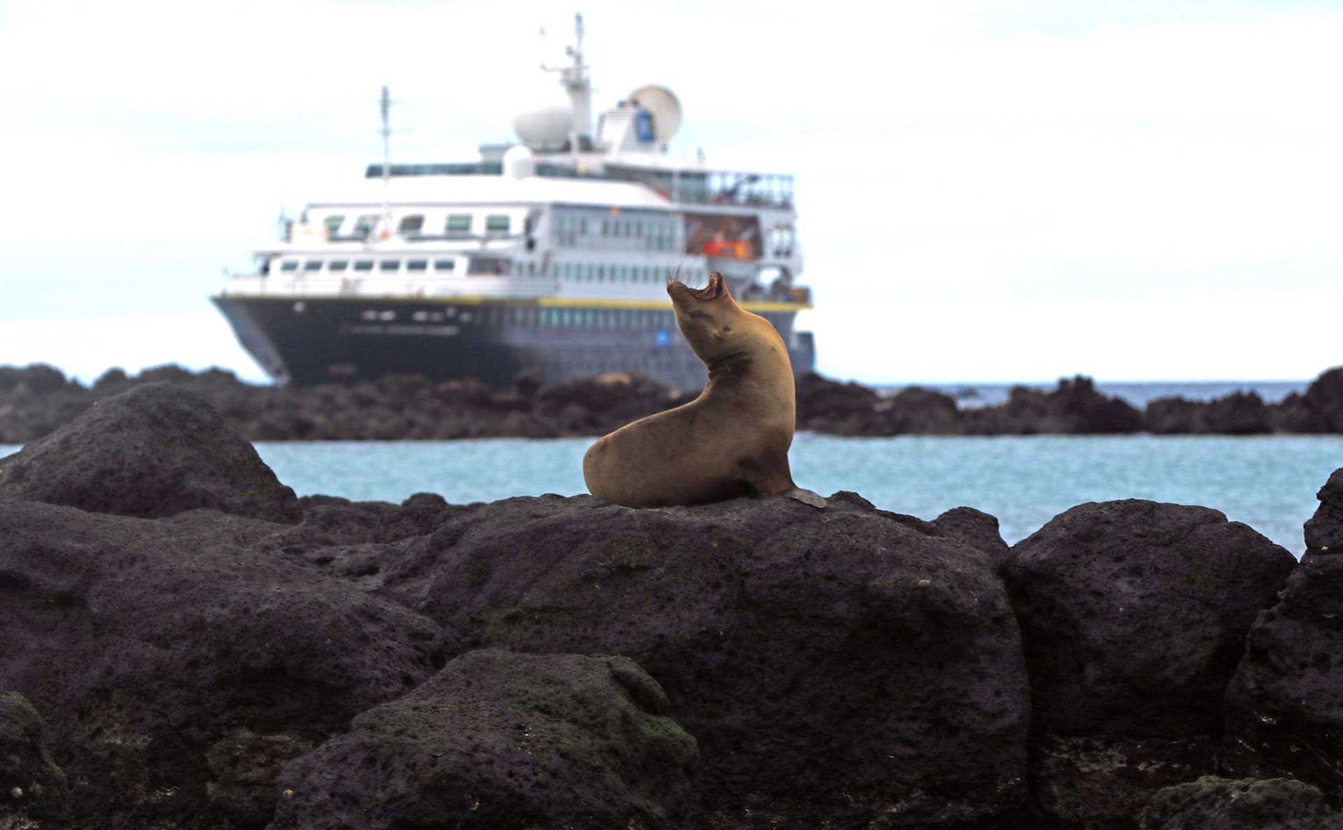 sea lion mother and pup