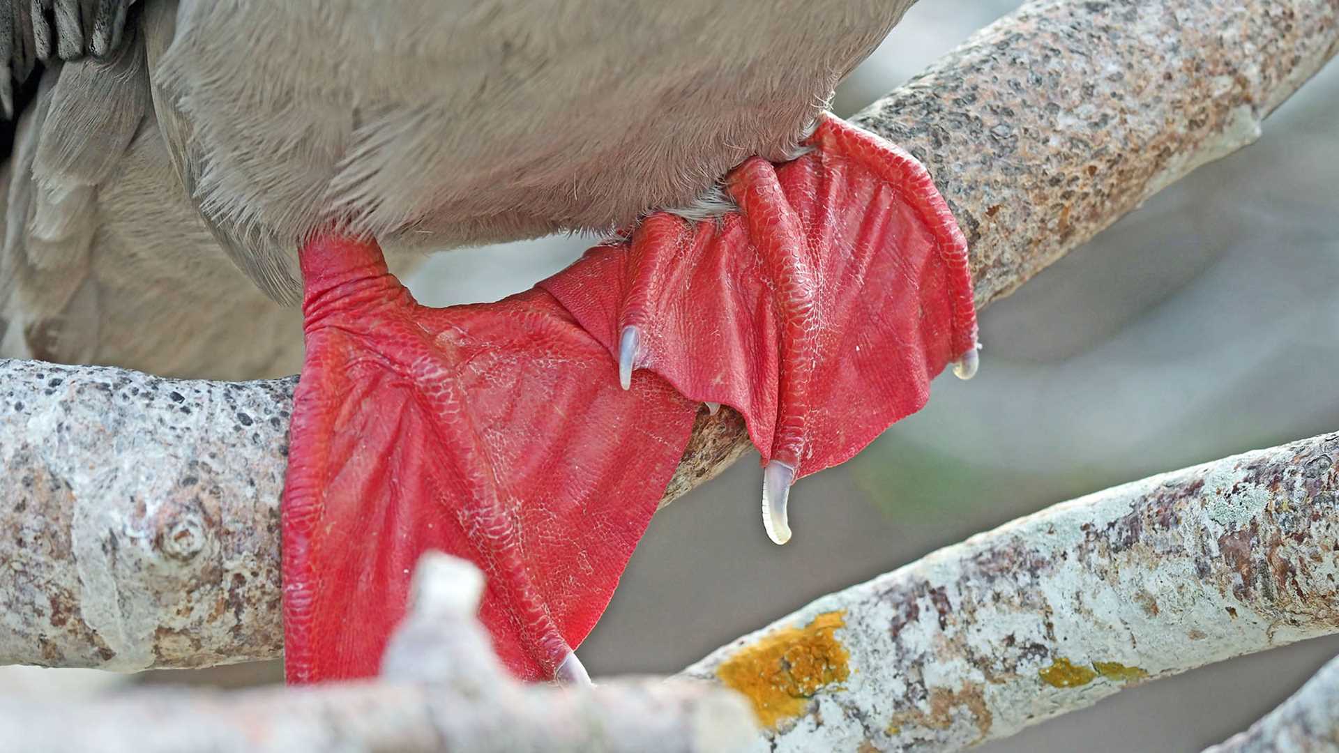 red-footed booby feet