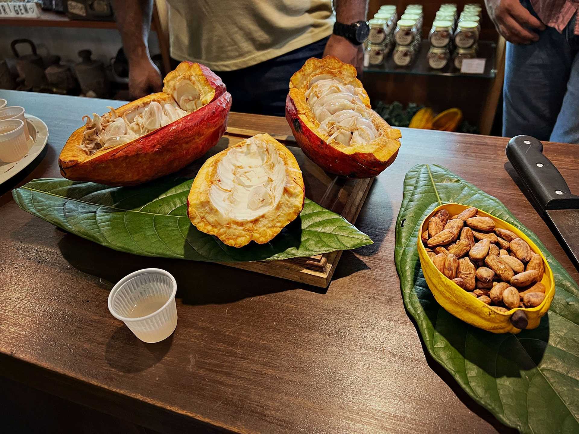 open cacao pods