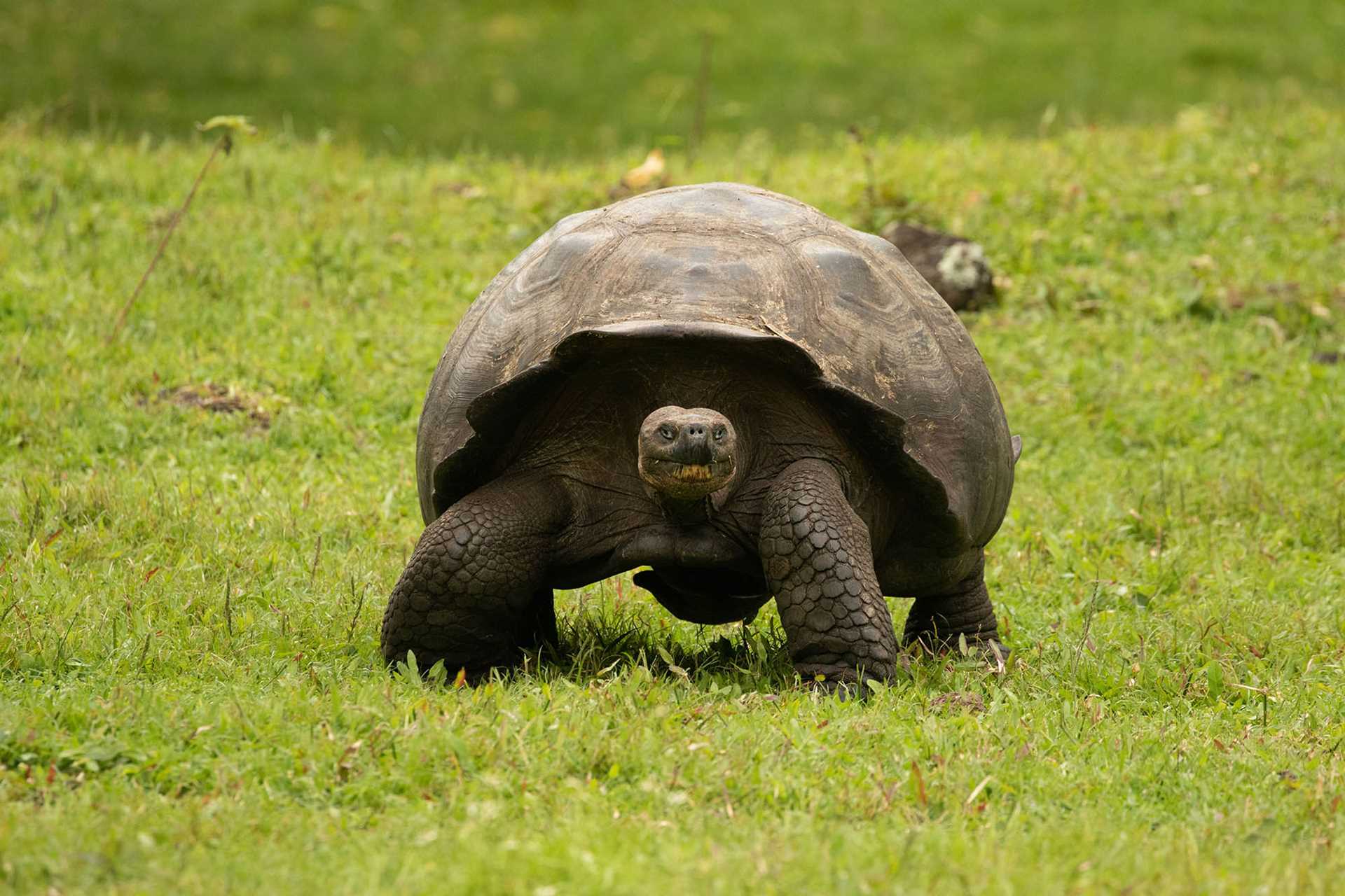 giant tortoise 