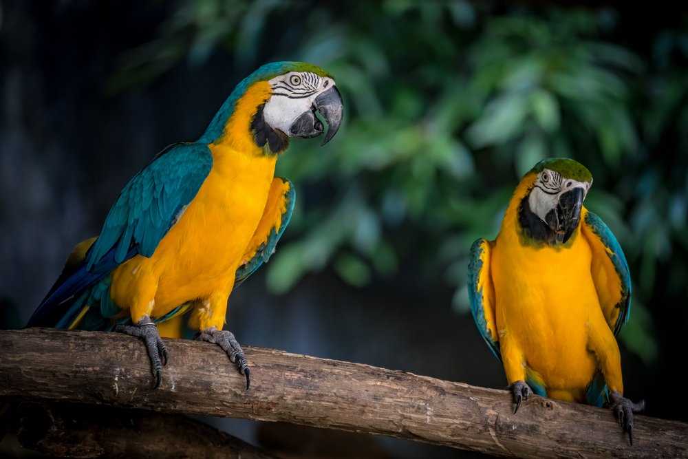 Two blue and yellow macaws perched on a branch.