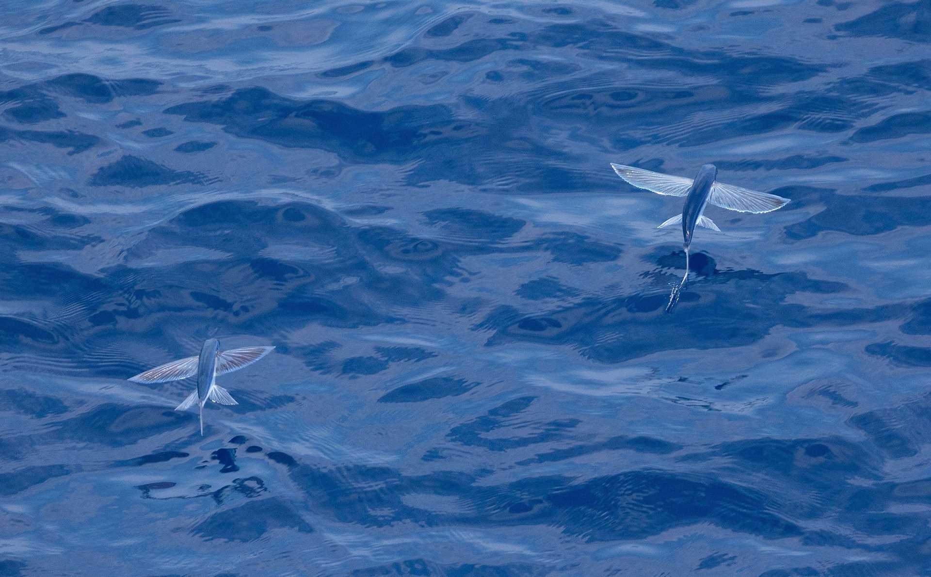 two flying fish
