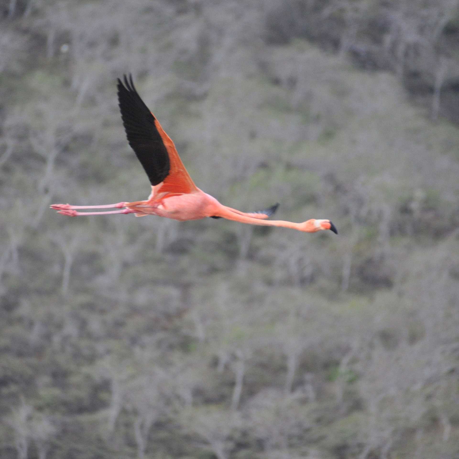 flamingo in flight