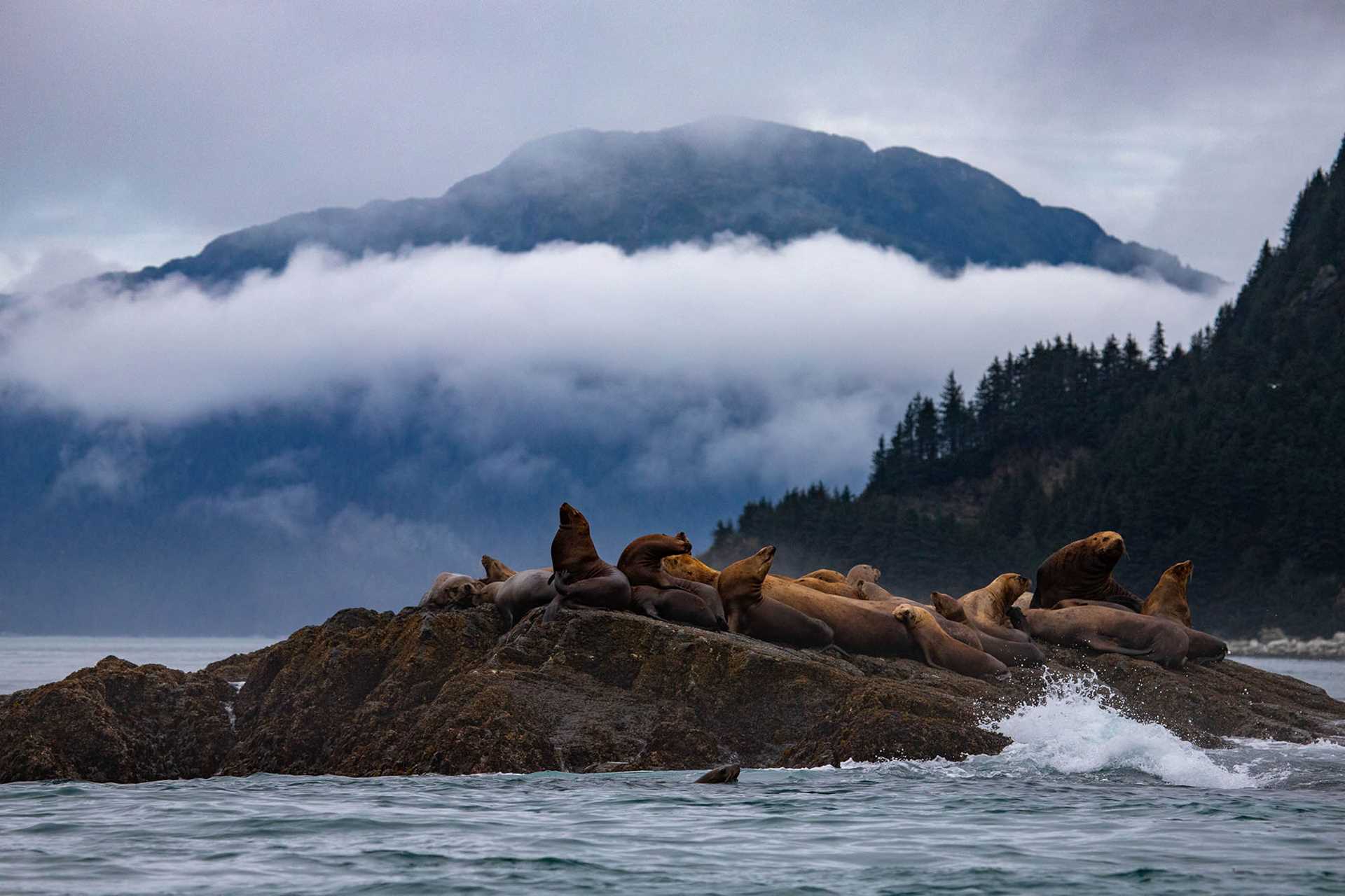 steller sea lion