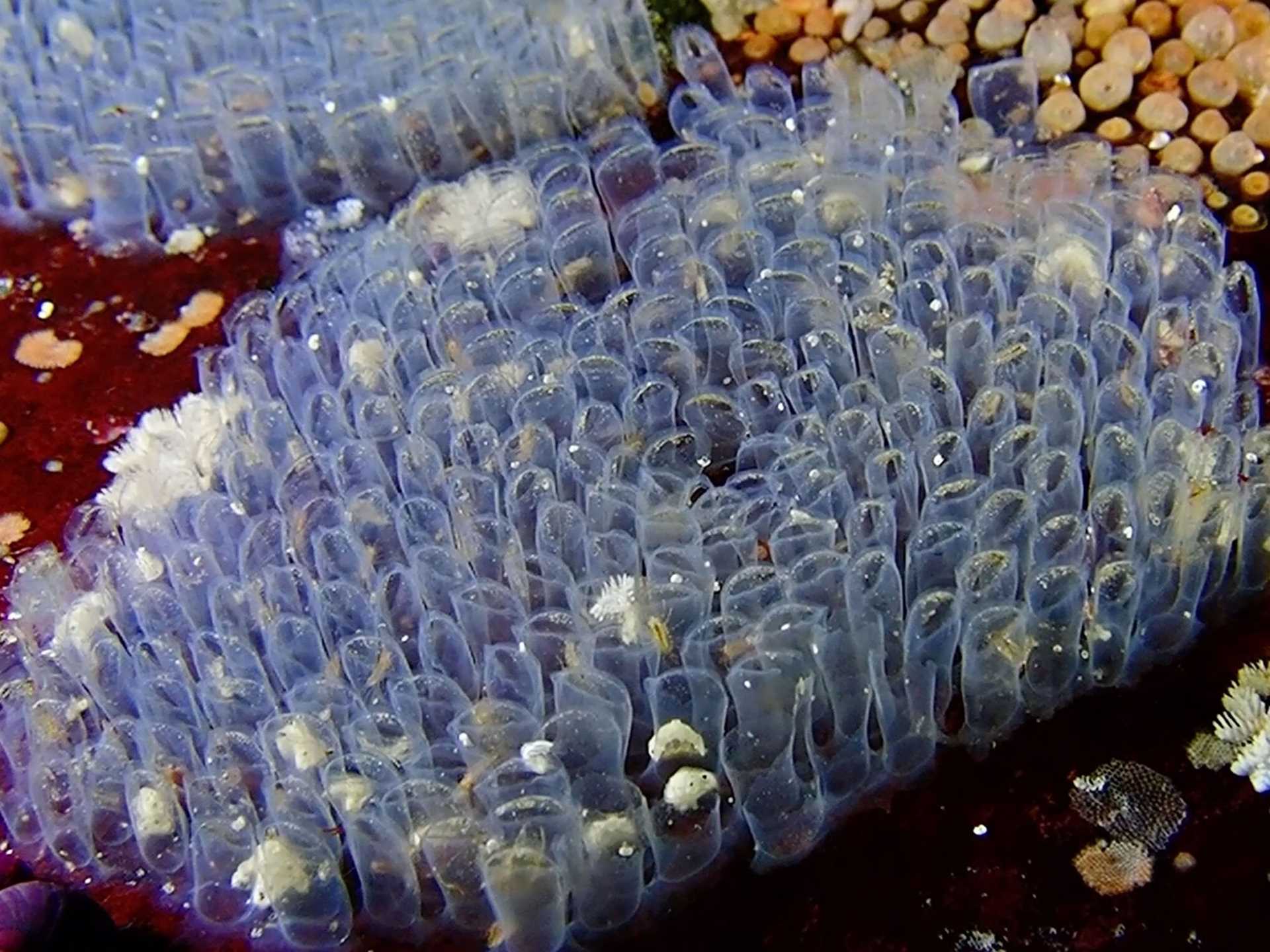 translucent undersea creature with eggs