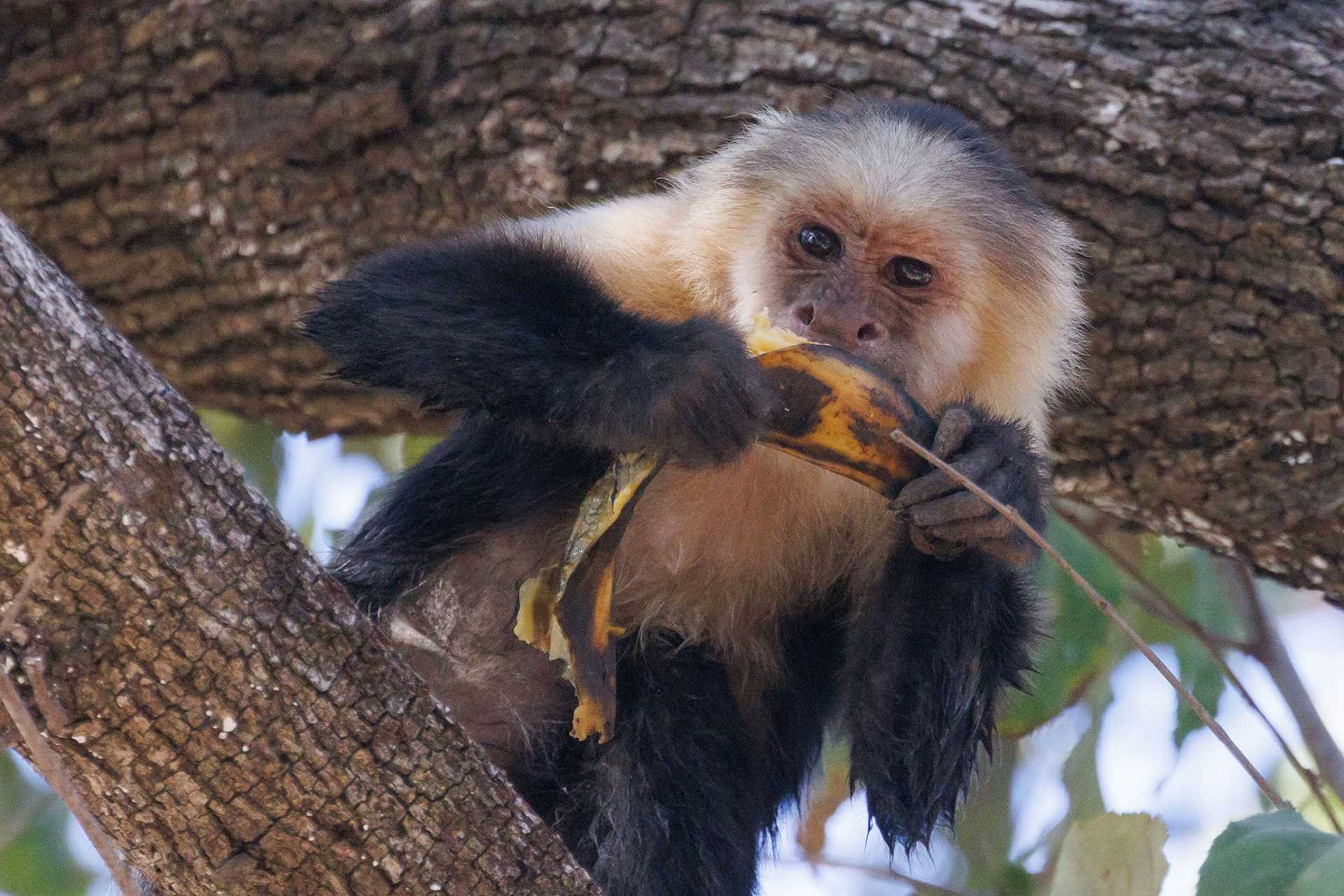 white faced capuchin monkey eating a banaha