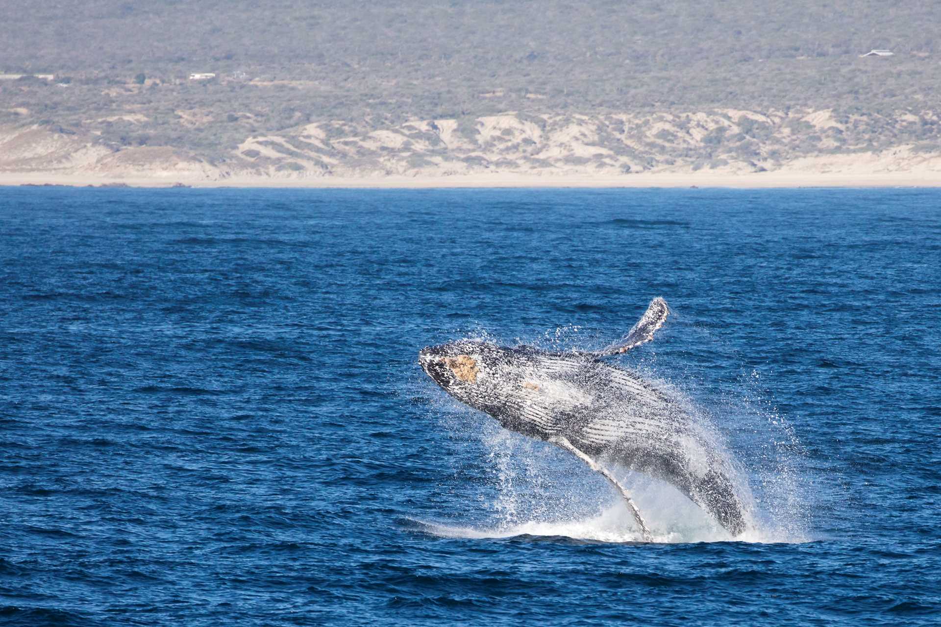 humpback whale