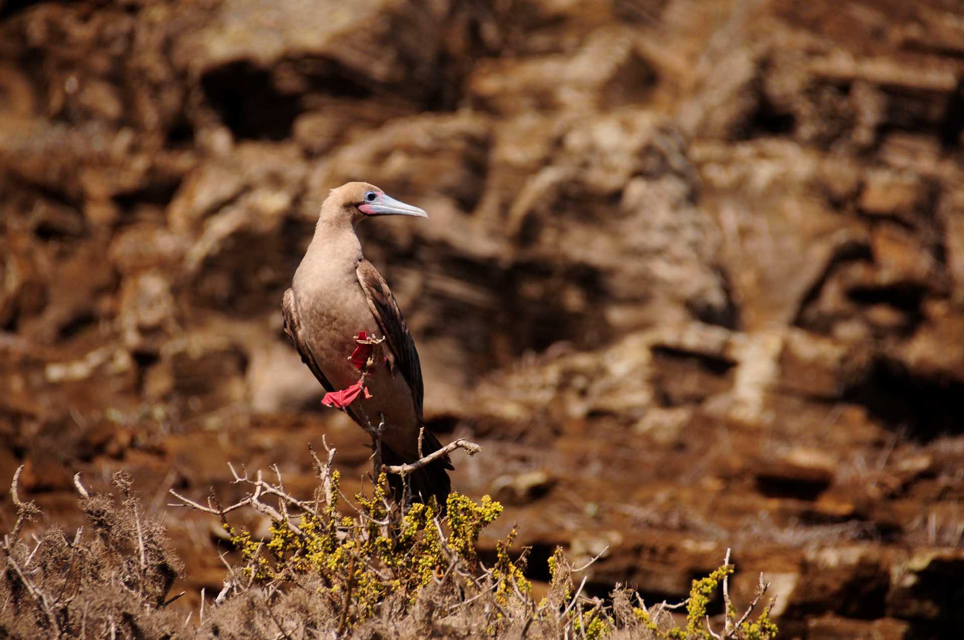 red footed booby