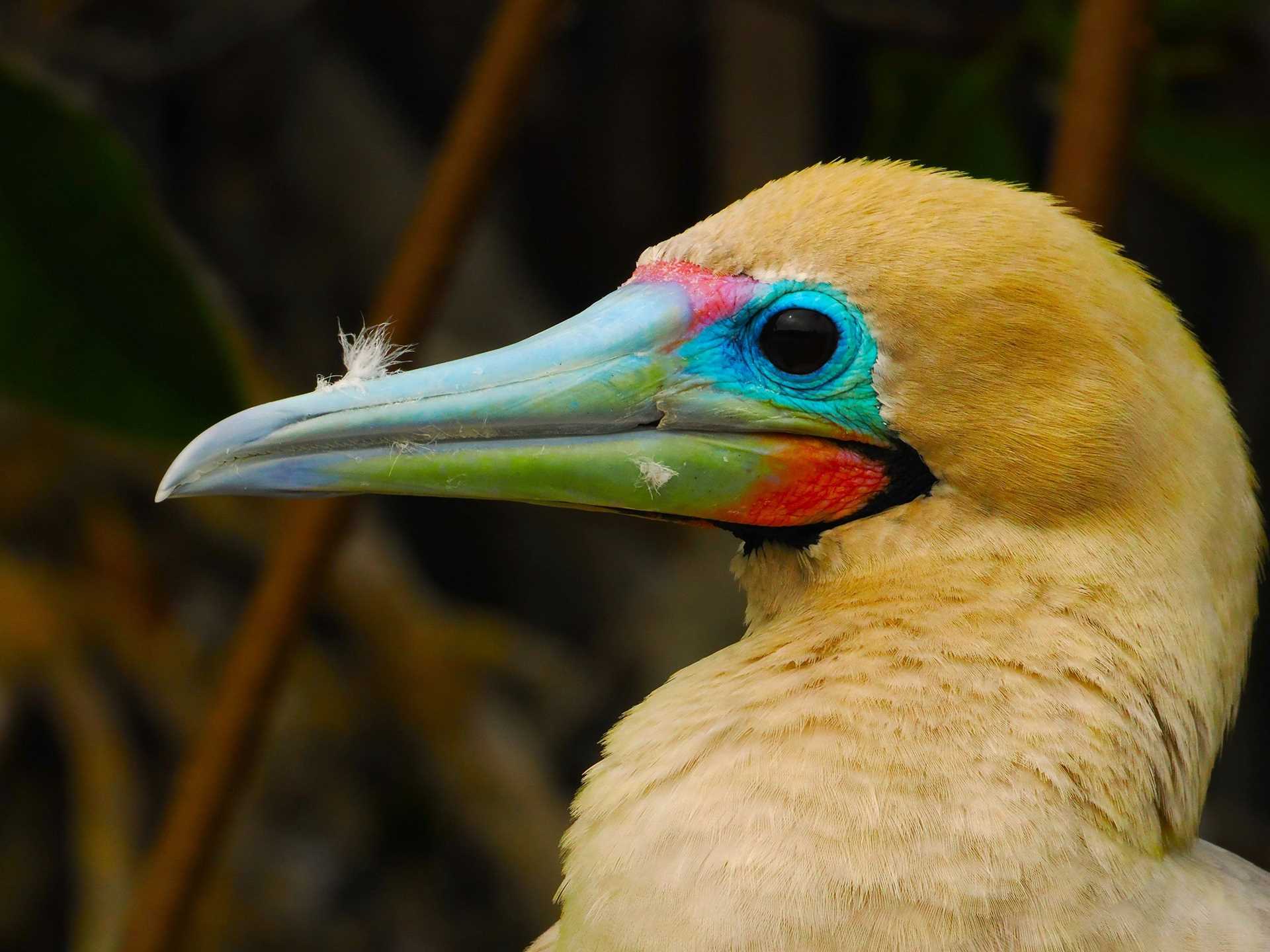 red-footed booby