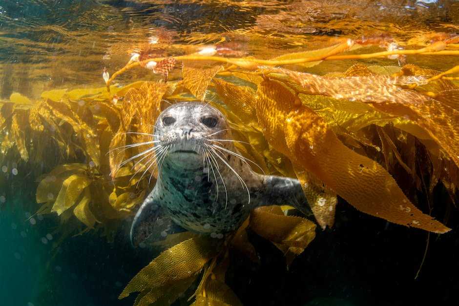 Channel Islands Harbor Seal.jpg