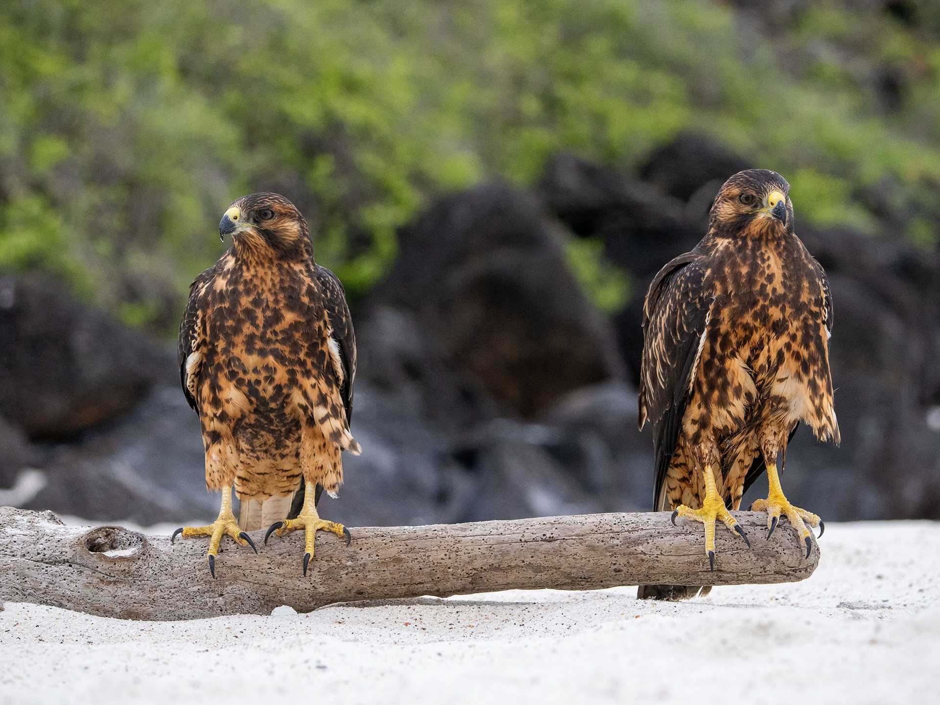 galapagos hawks