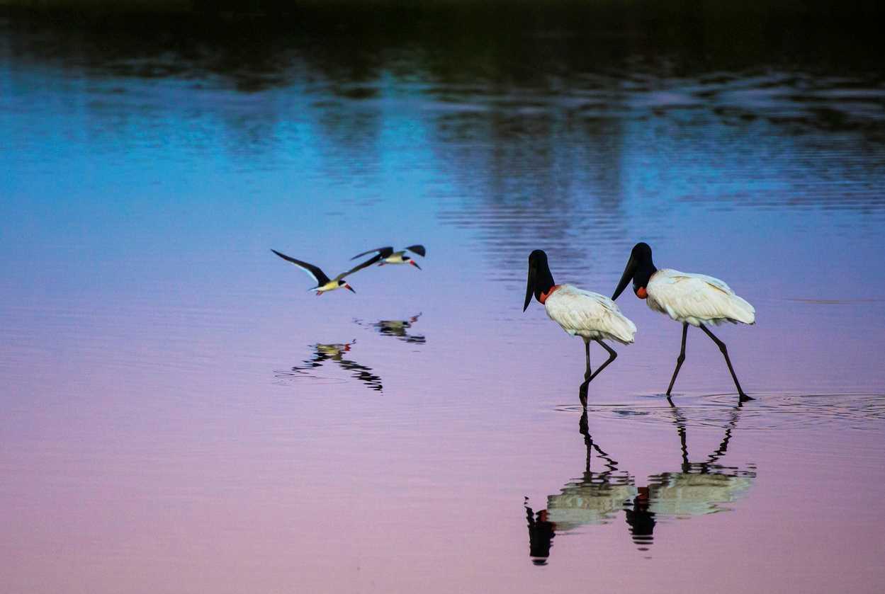 Jabiru stork couple and Skimmer couple on the lake at sunset.