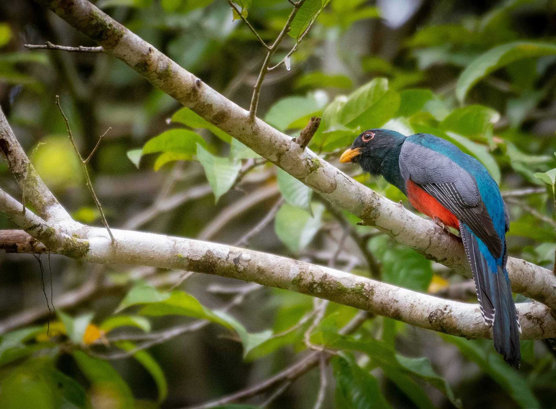 black-tailed trogons