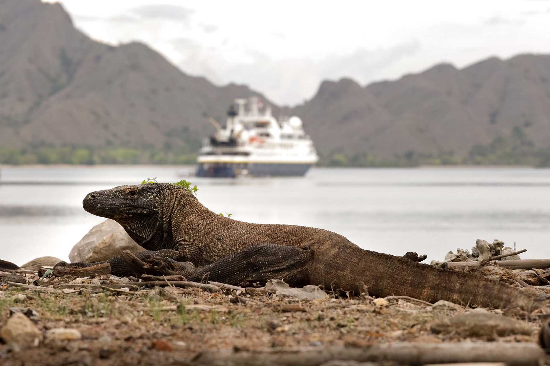 komodo dragon with national geographic orion ship in the background