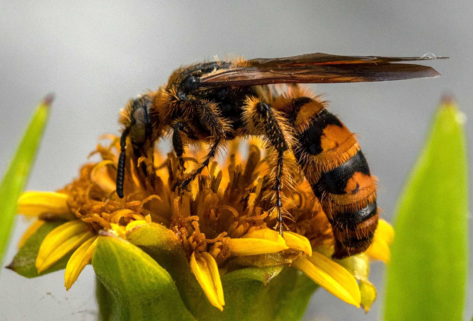 bee on flower