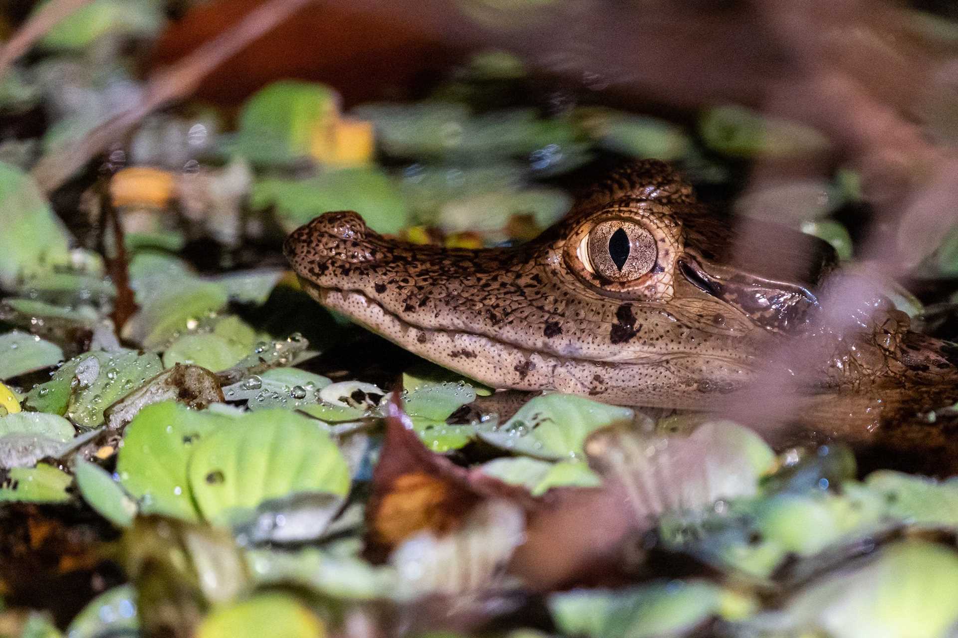 small caiman head poking out of water