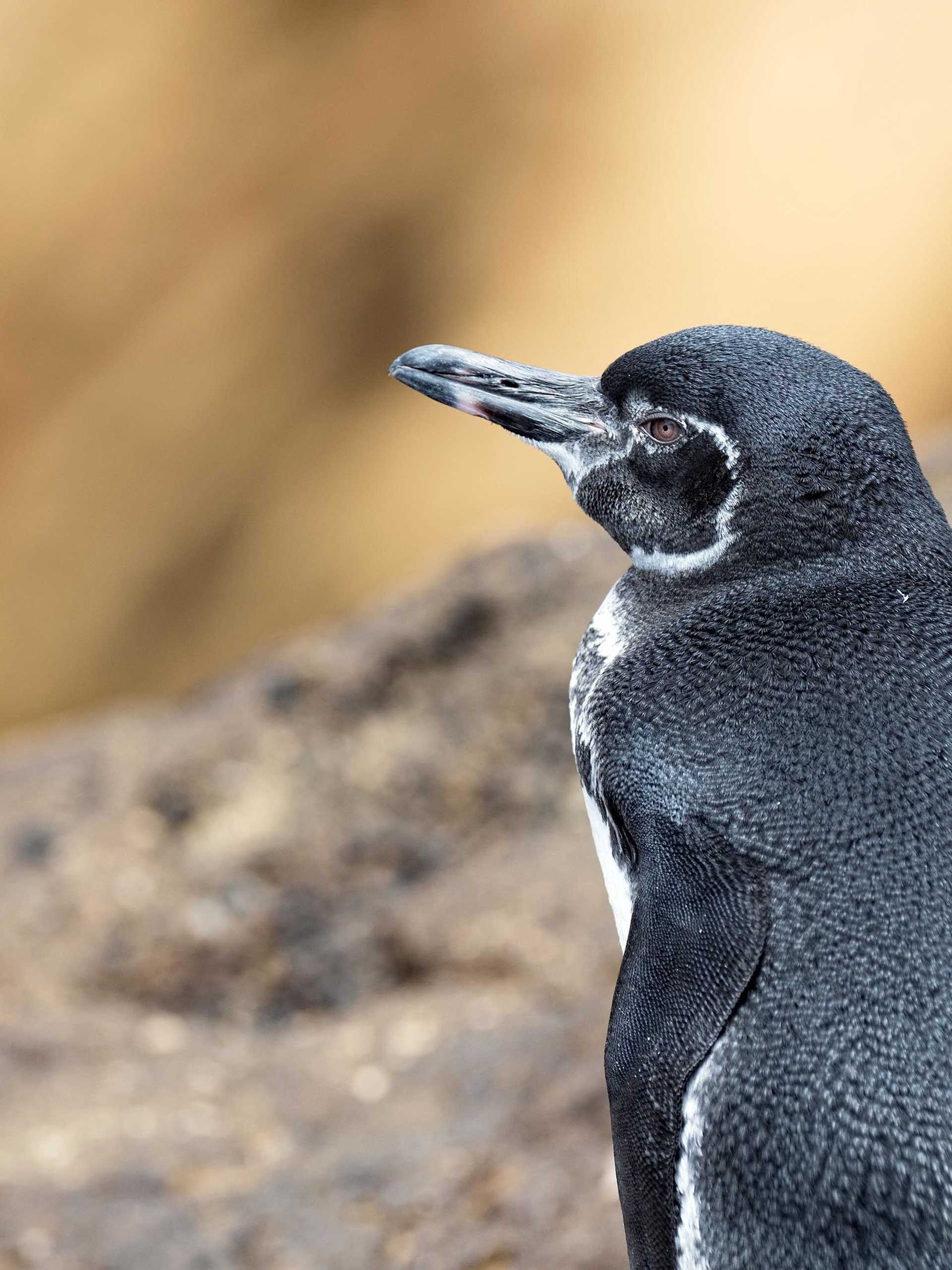 penguin in profile