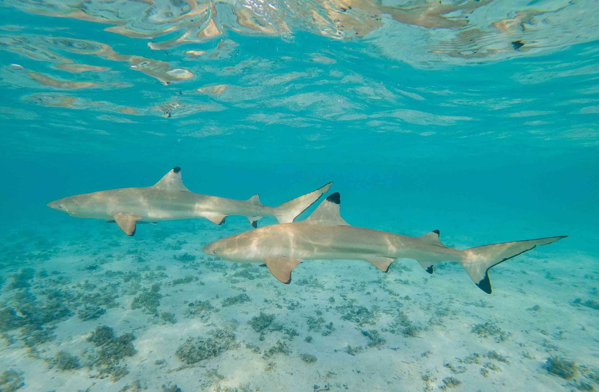 two sharks swimming underwater