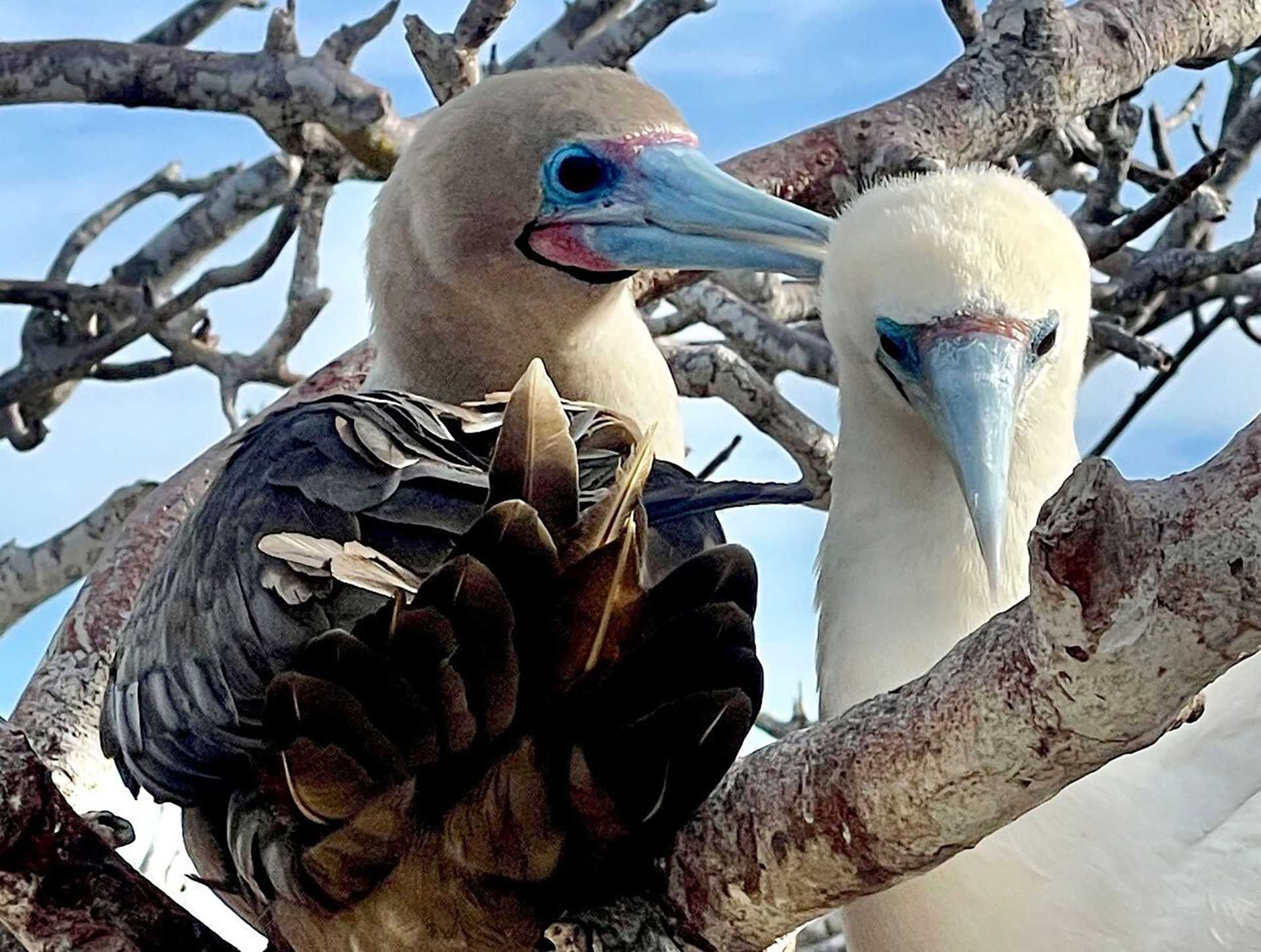 red-footed boobies in a tree