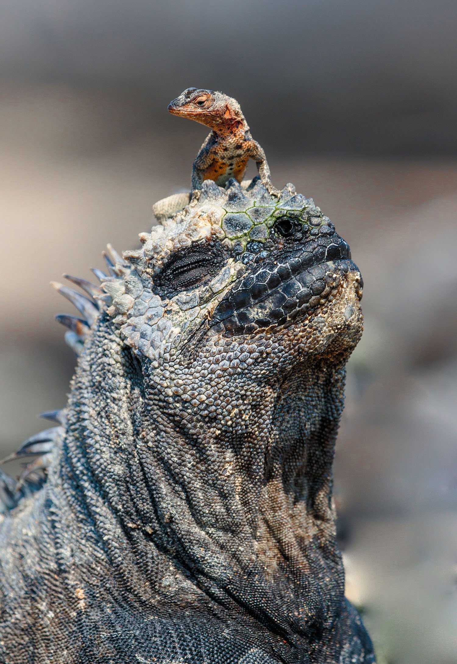 marine iguana with lizard on its head