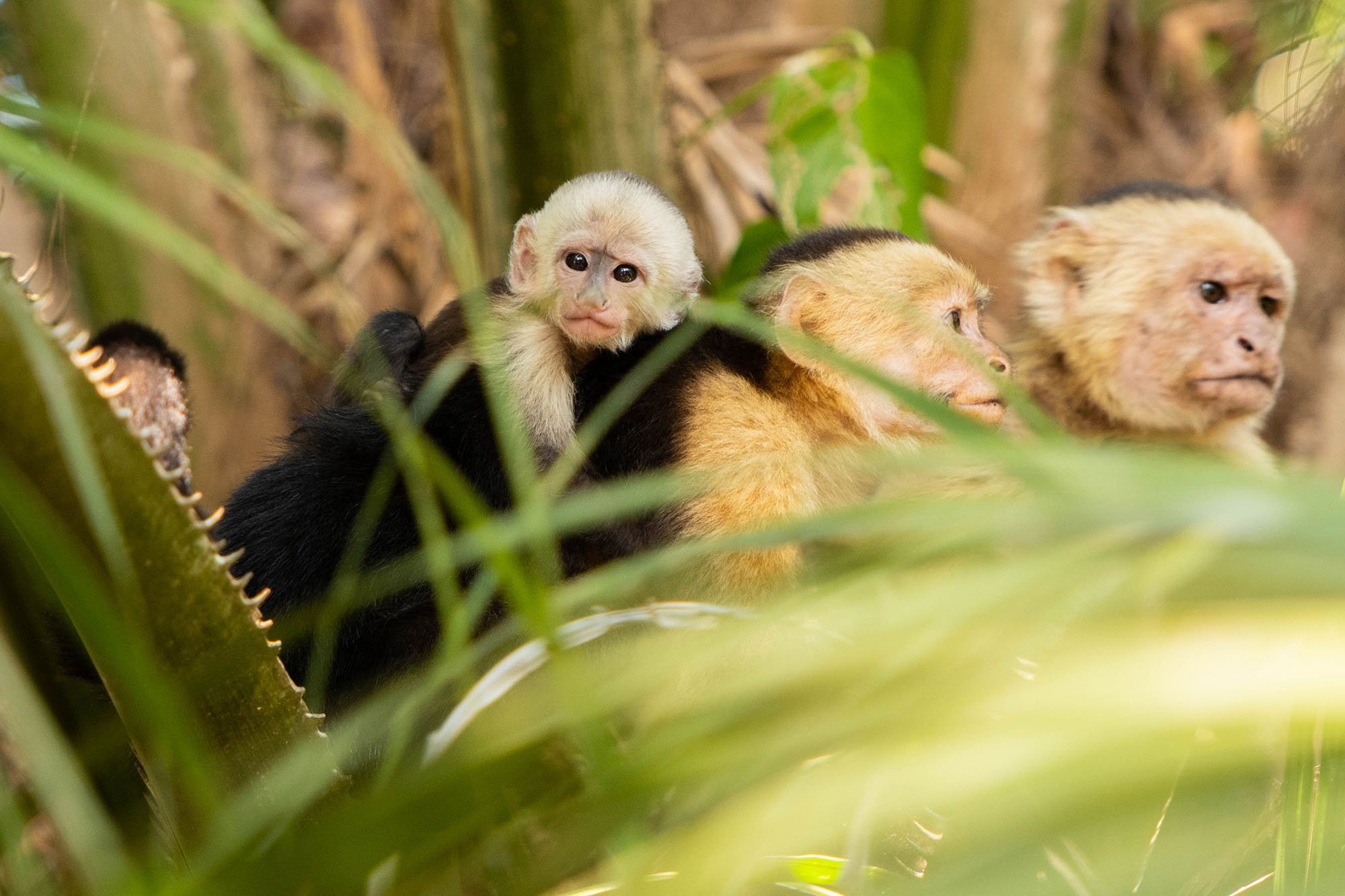 Monkeys_Guanacaste.jpg