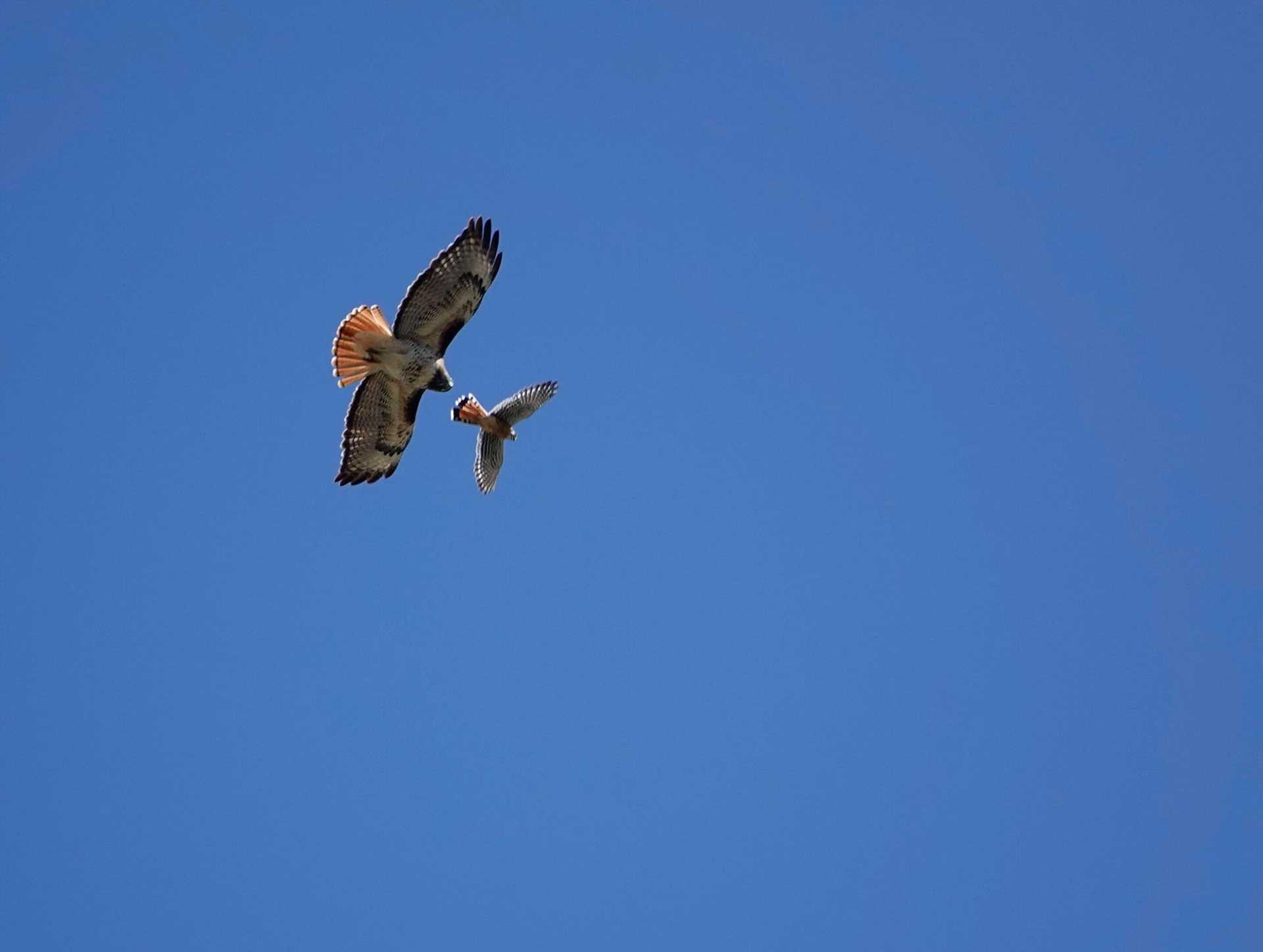kestrel and red-tailed hawk in flight