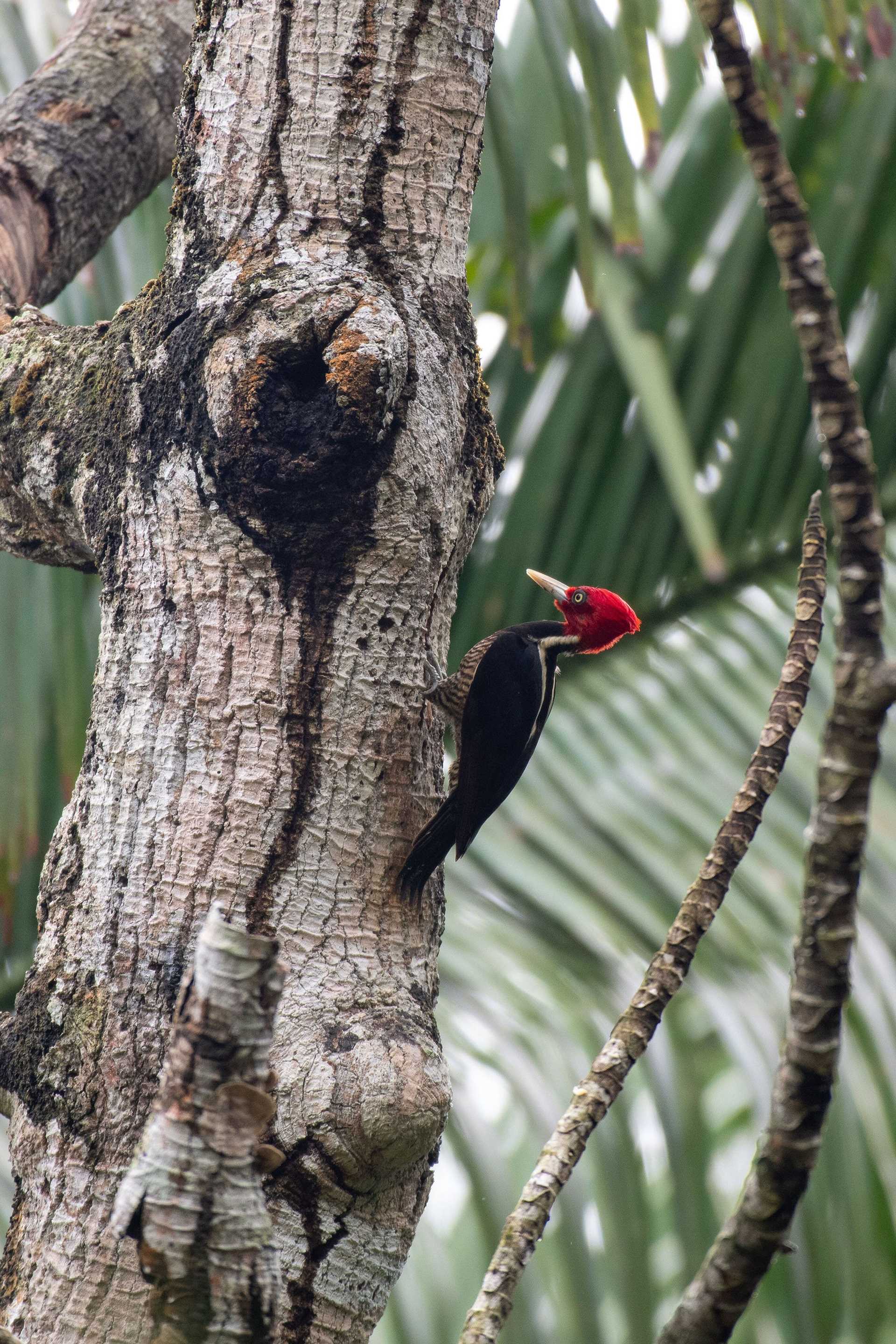 red-headed woodpecker on a tree