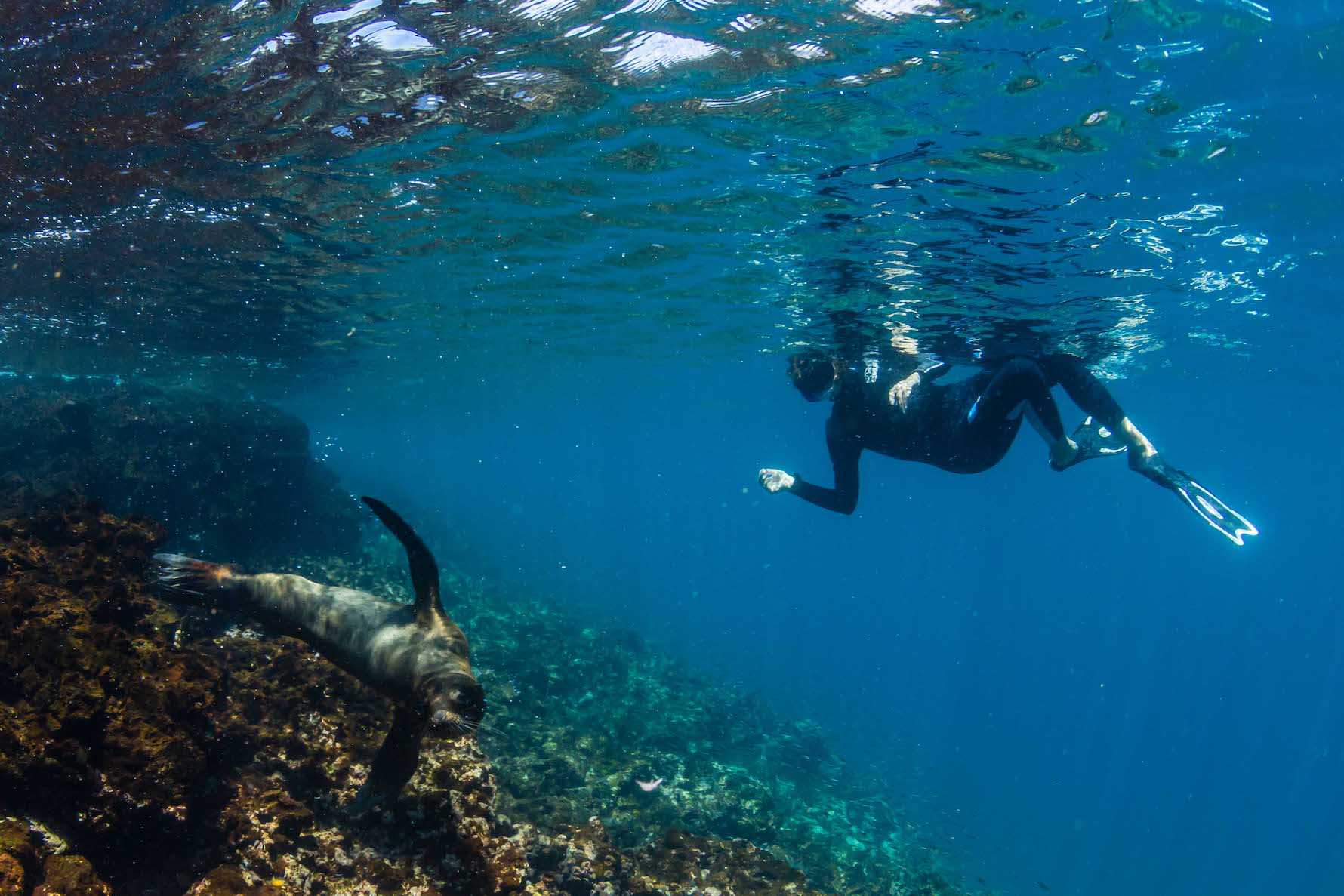 Snorkeler with sea lion Galapagos.jpg