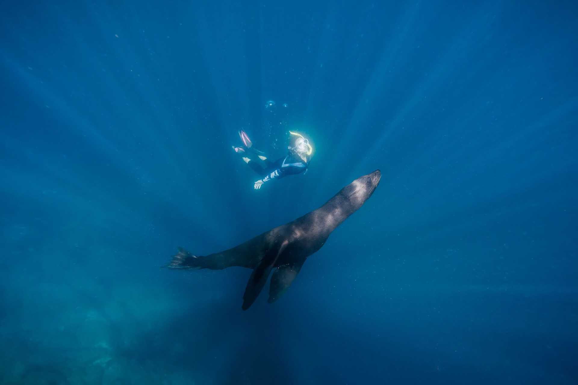 a snorkeler with a fur seal