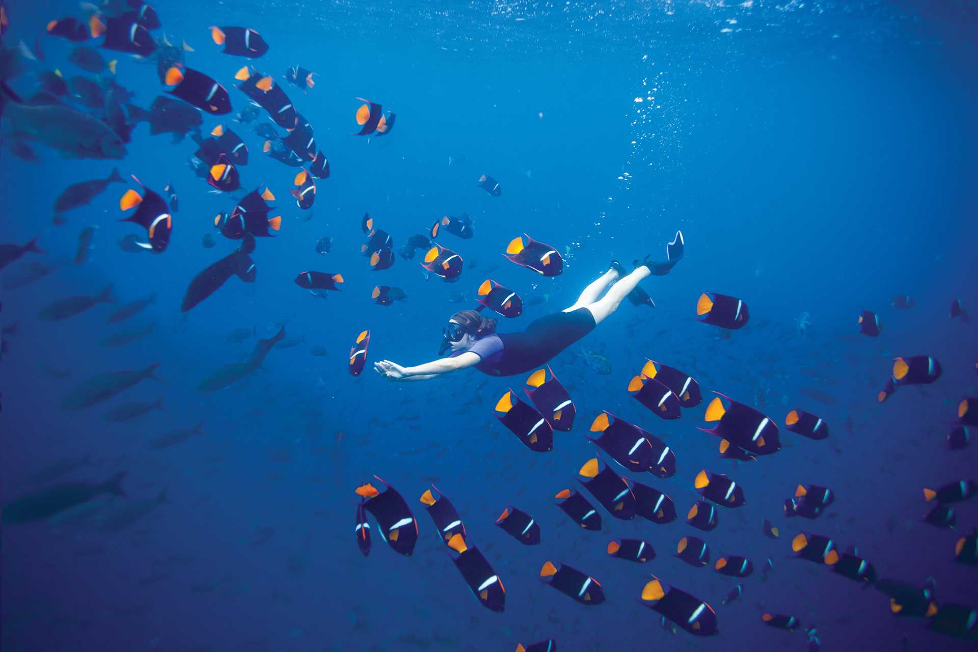 A snorkeler swims underwater through a school of fish in Galápagos.