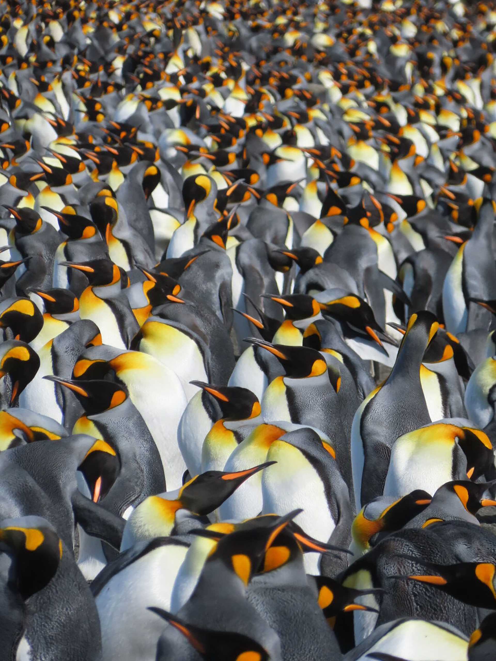 large numbers of king penguins