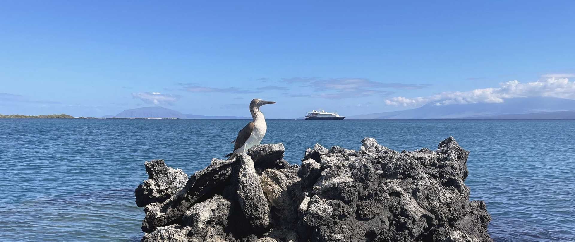 a blue-footed booby stands on a rock